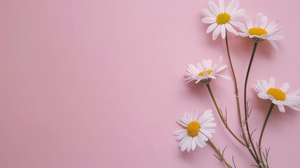 minimal concept with white daisy chamomile flowers on pale pink background, perfect for creative lifestyle, summer, and spring concepts with ample copy space and flat lay top view