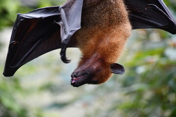 close up of a bat
