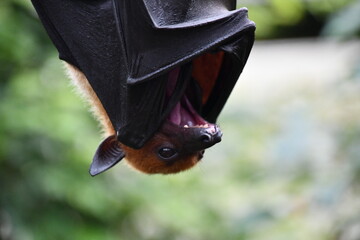 close up of a bat