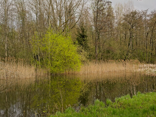 Obraz premium Willow trees with fresh green spring leafs reflecting into the water in Damvallei nature reserve, Ghent, Flanders Belgium