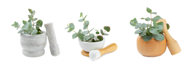 Eucalyptus leaves and mortar isolated on white background.Spa concept.Ingredients for alternative...