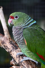 green winged macaw