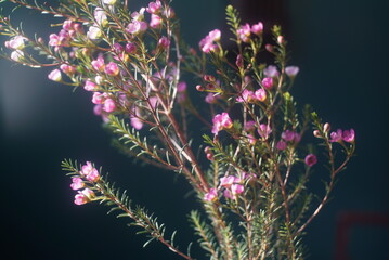 pink flowers