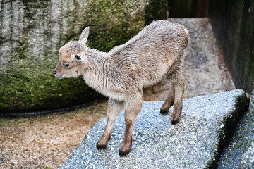 young goat on a rock