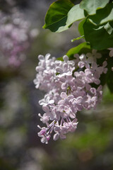lilac in spring