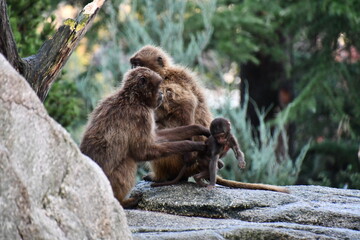 japanese monkeys sitting on the ground