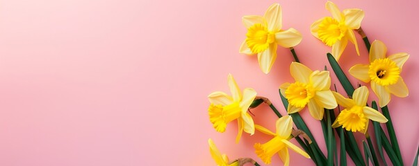 daffodils flowers background.