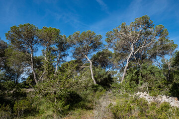 pinewood, Mondragó Natural Park, Santanyí municipal area, Mallorca, Balearic Islands, Spain