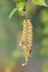 Birch earrings. Danger for people allergic to birch pollen.