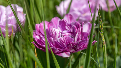 Blooming tulips among green grass. Beautiful nature.