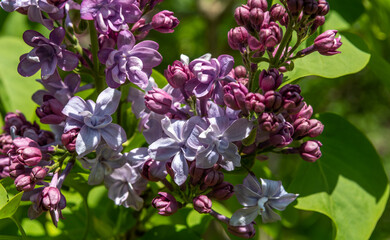 Clusters of lilac flowers. Beautiful nature.