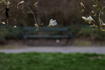Blossomming Magnolia Tree Branch. White Magnolia Flowers and Buds on the blurred green background. Selective Focus. Copy Space.