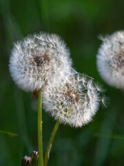 Fluffy dandelions are waiting for a gust of wind to fly away.