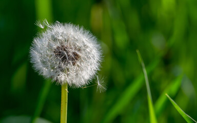 Fluffy dandelions are waiting for a gust of wind to fly away.