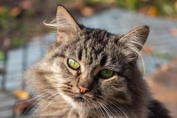 Portrait of gray tabby cat on nature background