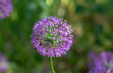 Blooming onion. Inflorescence in the form of a ball of small flowers.