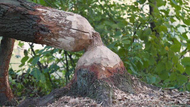 Tree felled by beaver. Tree trunk with bite marks of beavers. Damaged wood by a bobber. Beaver gnawed tree. Beaver bite marks on trunk of tree