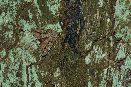 Gro&szlig;es Eichenkarmin (Catocala sponsa)	