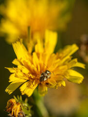 Meadow flowers close up. Beautiful nature.