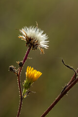 Meadow flowers close up. Beautiful nature.