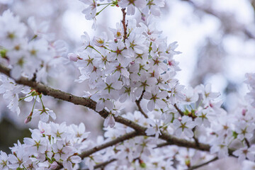 Pink cherry blossoms in soft style for the background. Sakura bloom in spring. Pink cherry flower, buds and leaves. Easter time. Bokeh. Selective focus