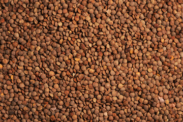 Dried Brown Lentils background Macro
