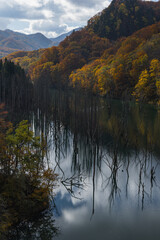 日本　青森県中津軽郡の大川白神橋から見える大川の立ち枯れと鏡面に映った紅葉と空
