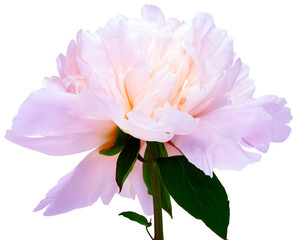 Pink peony flower on  isolated background with clipping path. Closeup. For design.  Transparent background.  Nature.	