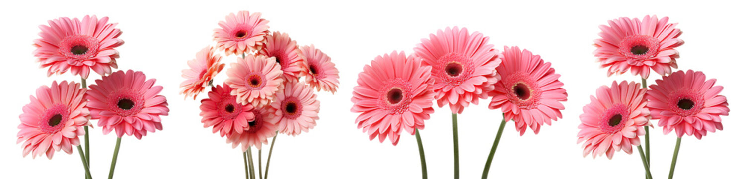 Set of pink gerbera daises, cut out
