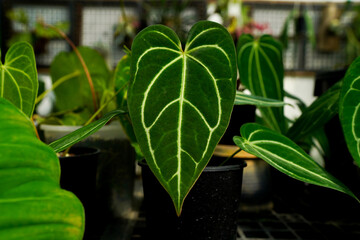 Anthurium sp