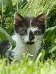 kotek, kociak, kot © Justyna