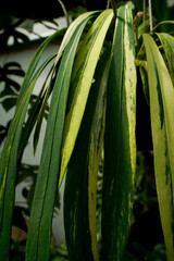 Fototapeta premium Anthurium vittariifolium