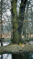 trees in the park