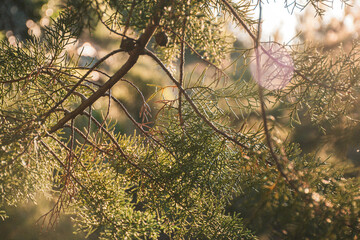 Folhas de pinheiro com luz do sol
