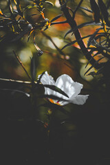 Flor Branca do mato