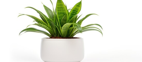 A green houseplant sits in a ceramic pot, isolated against a plain white background. The plants leaves are vibrant and healthy, creating a simple yet elegant aesthetic.