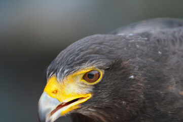 Harris Hawk leaning forward towards camera