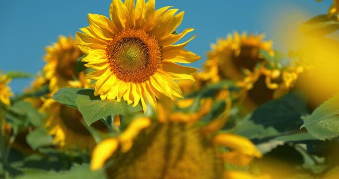 Beautiful sunflowers at the field. Heliotropism - diurnal or seasonal motion of plant parts in response to direction of Sun. Phototropism - growth of an organism in response to a light stimulus