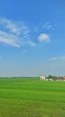 Fototapeta na wymiar Natural background of green fresh rice field during sunny day near by village 