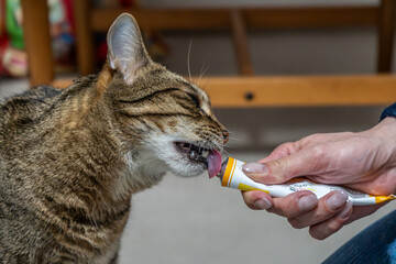 Kater leckt an der Tube mit Katzenfutter