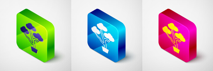 Isometric Japanese bonsai tree icon isolated on grey background. Japanese culture, horticulture, olericulture hobby concept. Square button. Vector