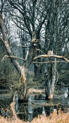 tree in the water