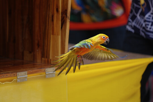 sun conure free flying parrot 