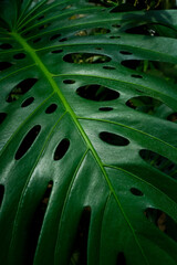Fototapeta na wymiar Close up of monstera leaves, holes,