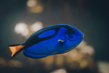 Paracanthurus hepatus regal blue hippo tang most popular marine aquarium fish, dory fish