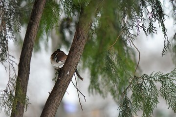 sparrow on a branch in winter 