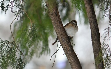 sparrow on a branch in winter 