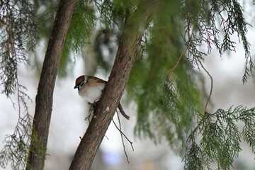 sparrow on a branch close up