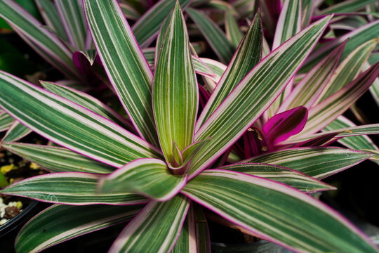 Tradescantia spathacea, Moses-in-the-cradle, oyster plant background
