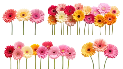 Fotobehang Colorful set of gerbera daises, cut out © Yeti Studio